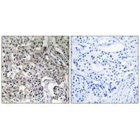 USP19 Antibody