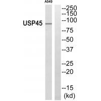 USP45 Antibody 