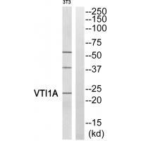 VTI1A Antibody