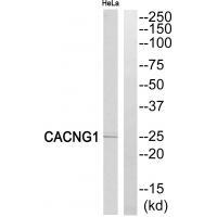CACNG1 Antibody 