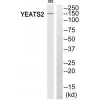 YEATS2 Antibody 