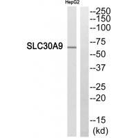 SLC30A9 Antibody 