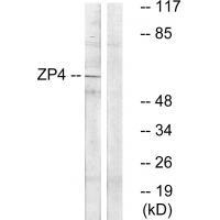 ZP4 Antibody