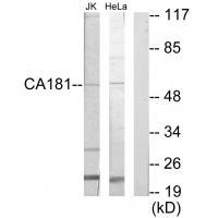 CA181 Antibody