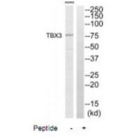 TBX3 Antibody