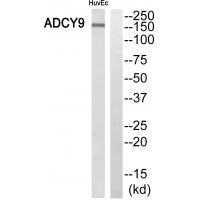 ADCY9 Antibody 