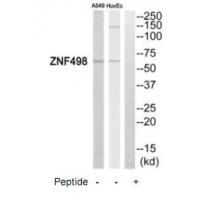 ZNF498 Antibody