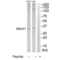 SMUG1 Antibody 