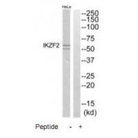 IKZF2 Antibody