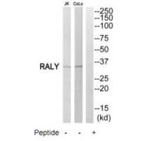 RALY Antibody 