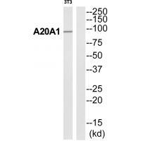A20A1 Antibody