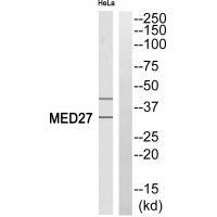 MED27 Antibody
