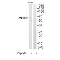 ZNF329 Antibody