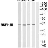 RNF113B Antibody 
