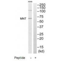 MNT Antibody 