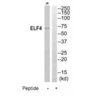 ELF4 Antibody