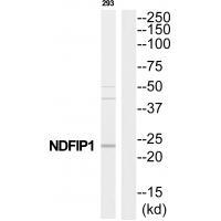 NDFIP1 Antibody 