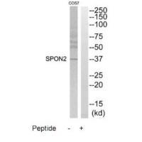 SPON2 Antibody