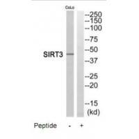 SIRT3 Antibody