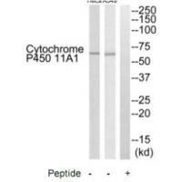 Cytochrome P450 11A1 Antibody