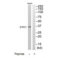 CYC1 Antibody