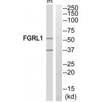 FGFRL1 Antibody