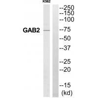 GAB2 Antibody