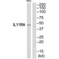 IL11RA Antibody 