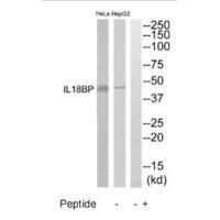 IL18BP Antibody