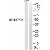 KRT37/38 Antibody 