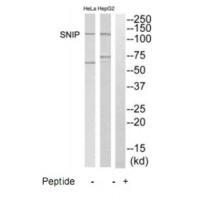 SNIP Antibody 