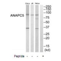ANAPC5 Antibody 