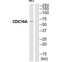 CC14A Antibody