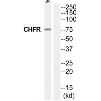 CHFR Antibody