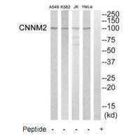 CNNM2 Antibody
