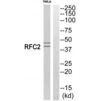 RFC2 Antibody 