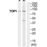 TOP1 Antibody