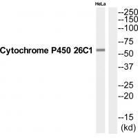 CP26C Antibody