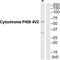 CYP4V2 Antibody