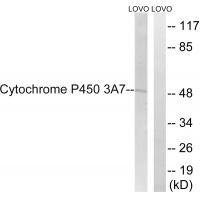 Cytochrome P450 3A7 Antibody