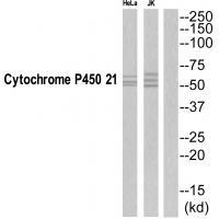 CYP21A2 Antibody