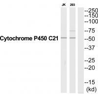 CYP21A2 Antibody
