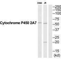 CYP2A7 Antibody