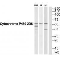 CYP2D6 Antibody