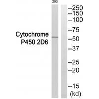 Cytochrome P450 2D6 Antibody 