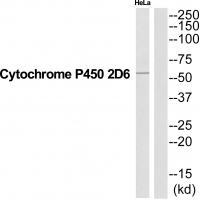 CYP2D6 Antibody