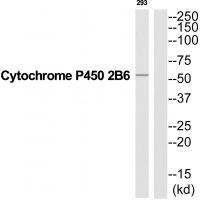 Cytochrome P450 2B6 Antibody