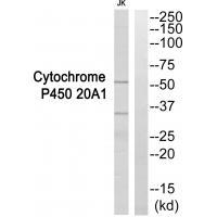 Cytochrome P450 20A1 Antibody