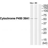 CYP39A1 Antibody
