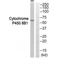 Cytochrome P450 8B1 Antibody